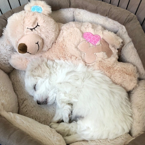 Little Buddy Warm Bear | All For Paws