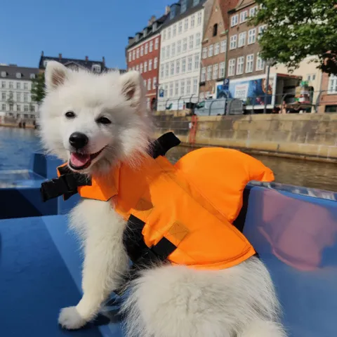 Haj redningsvest