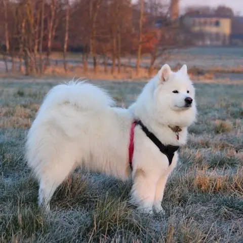 True Love Step in sele | Sort/Pink | Samoyed Aya
