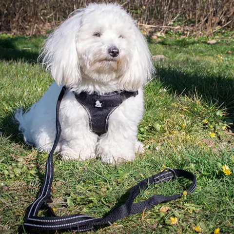 TrueLove Refleks Hundesnor | Justerbar dressurline 2M