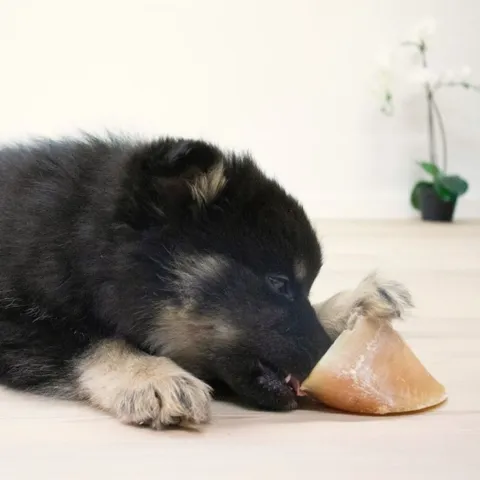 Kalveklove kan aktivere din hund i mange timer