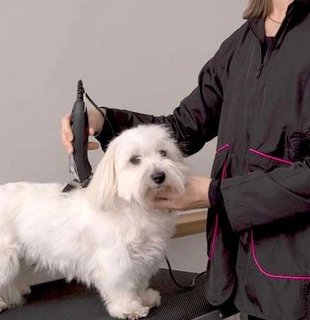 Ollipet Groomingjakke
