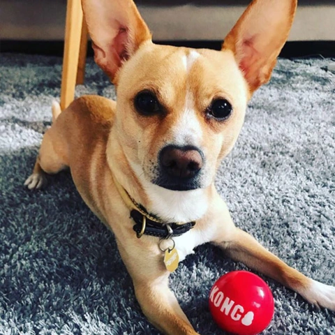 KONG Signature Balls, 2 /pk