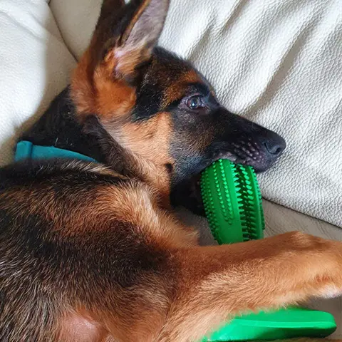 Dog Toothbrush stick | Grøn