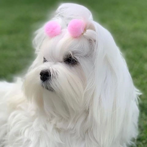 Pompom hårpynt