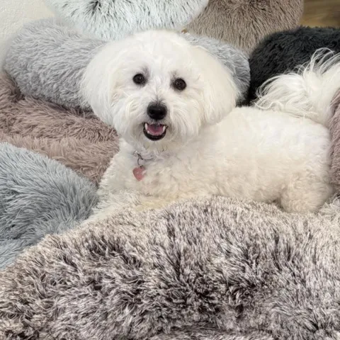 Ollipet Soft Cloud Donut Hundeseng