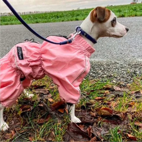 Ollipet regndragt til hunde | Color Collection | OUTLET