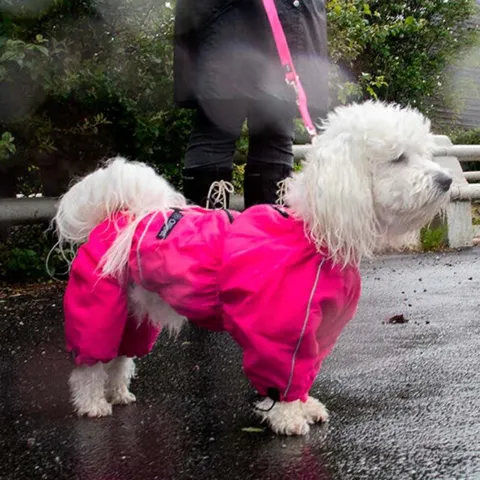 Ollipet regndragt til hunde | Color Collection | OUTLET
