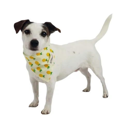 Ollipet Frugt Bandana | OUTLET
