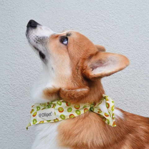 Ollipet Frugt Bandana | OUTLET