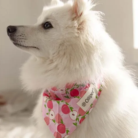 Ollipet Frugt Bandana | OUTLET