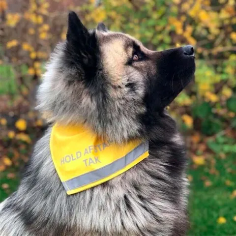 Ollipet Hold afstand tak | Bandana