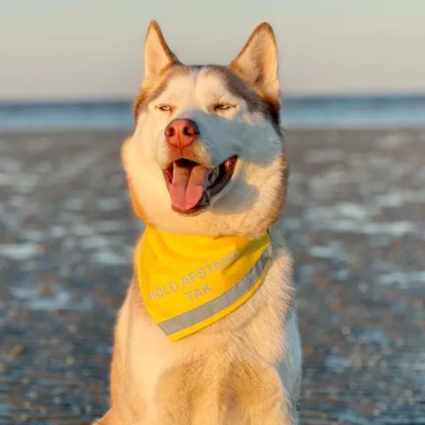 Ollipet Hold afstand Tak bandana
