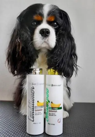Cavalier nyvasket i Iv San Bernard Banan produkter