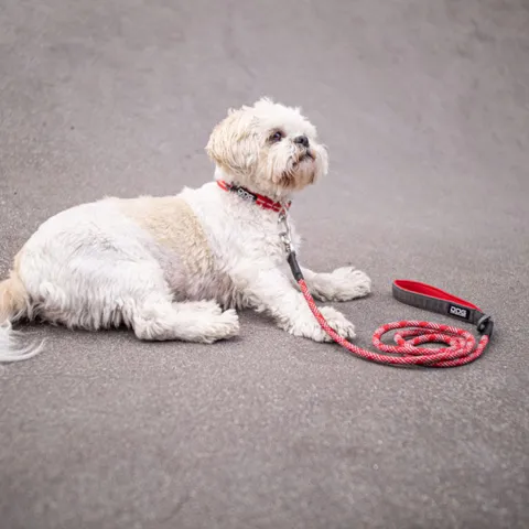 Dog Copenhagen Urban Style Hundehalsbånd | Rød