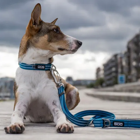 Dog Copenhagen Urban Style Hundehalsbånd