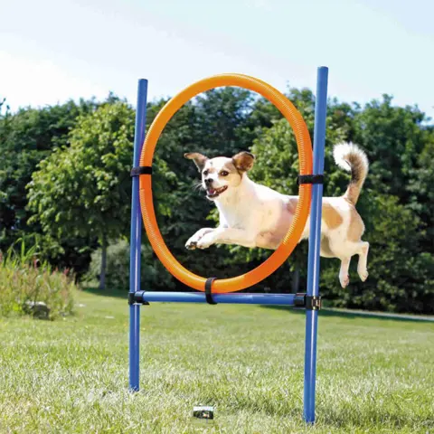 Trixie Agility Ring