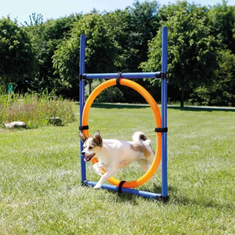 Trixie Agility Ring