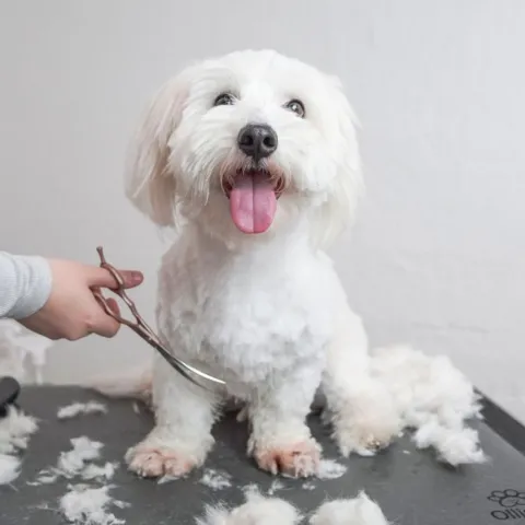 Ollipet Rosella Buet Groomingsaks no.3 | 6,5"