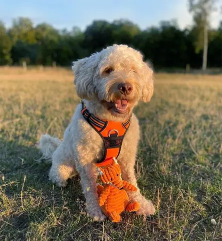 TrueLove Explosion Proof | LUKSUS Hundesele
