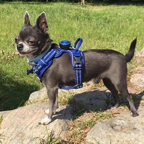 TrueLove Explosion Proof | LUKSUS Hundesele