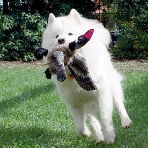Gåsen Nils | Samoyed Aya
