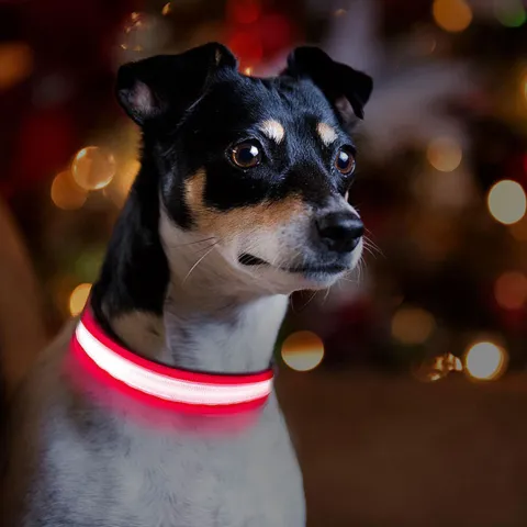 The Stripe Collar - Genopladeligt, lysende halsbånd | Rød