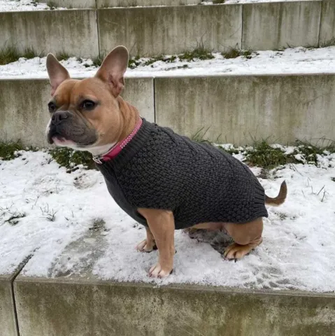 Hunter Hundesweater Malmø 50 cm ryglængde | OUTLET