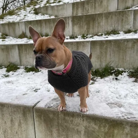 Hundesweater Malmø |HUNTER