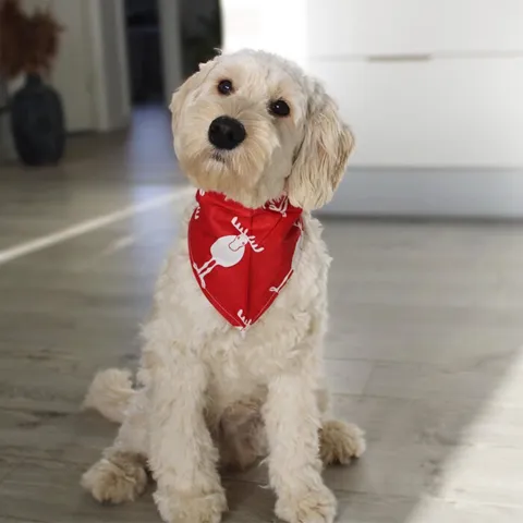 Julebandana med rensdyr