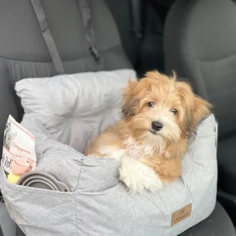 Ollipet Soft Journey bilsæde