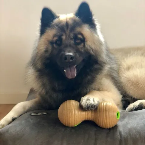 KONG Bamboo feeder dumbell