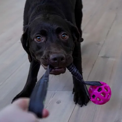 Trixie Bungee Tugger med bold