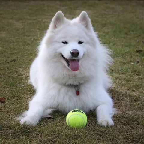AirDog Squeaker Tennisbold L | KONG