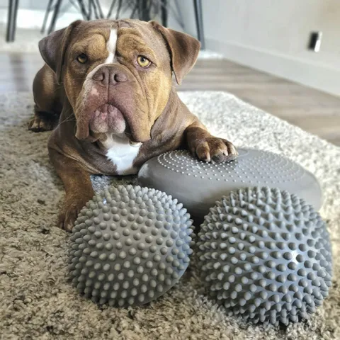 Ollipet Balancepude