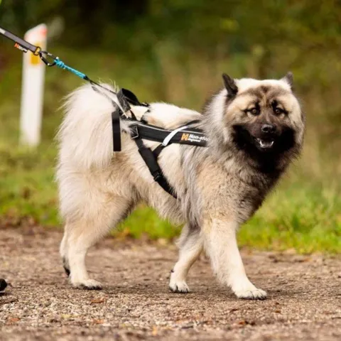 Non-Stop Dogwear Freemotion Harness