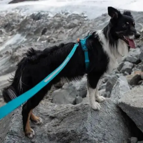Smart hundesnor perfekt til løb, hiking, cykling m.m. med din hund