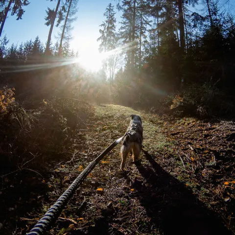 Non-Stop dogwear Touring Bungee Leash | OUTLET