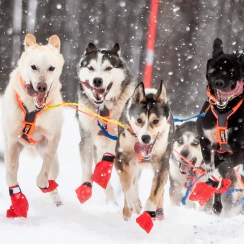 Non-Stop dogwear Long Distance bootie 4pk | OUTLET