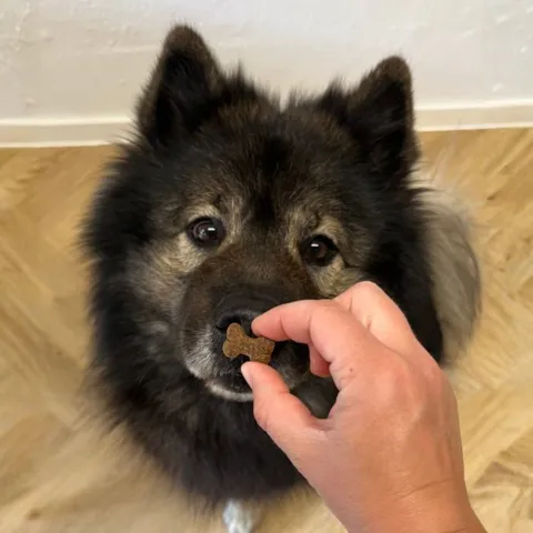 Carnilove Crunchy Snacks med struds og brombær