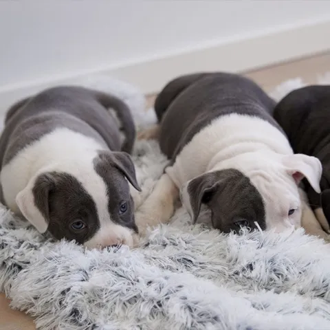 Ollipet Soft Cloud hundetæppe