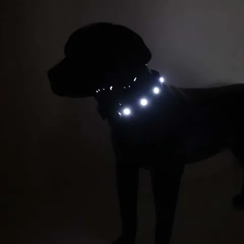 SOLID LED-halsbånd  I Sort Extreme