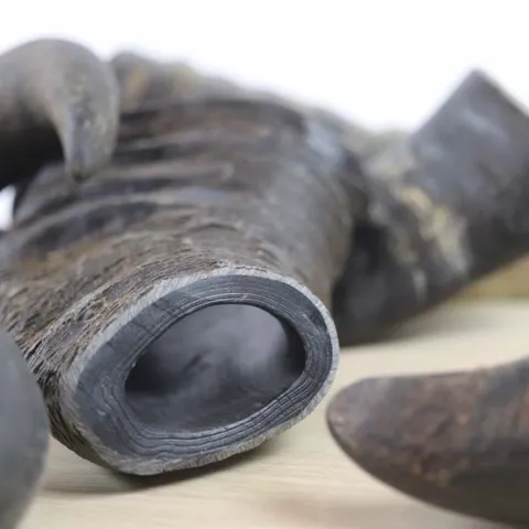 NATURBEN  Buffalo Horn