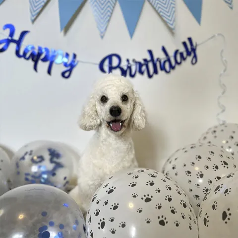 Ollipet WOOF Party diagender I Blå & Kode