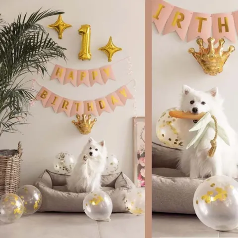 Ollipet Happy Birthday Party Pakke | OUTLET