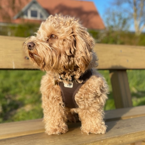 Curli Clasp Air Mesh Step-in Hundesele i brun