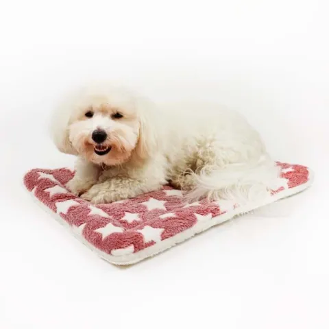 Ollipet Wellness Madras