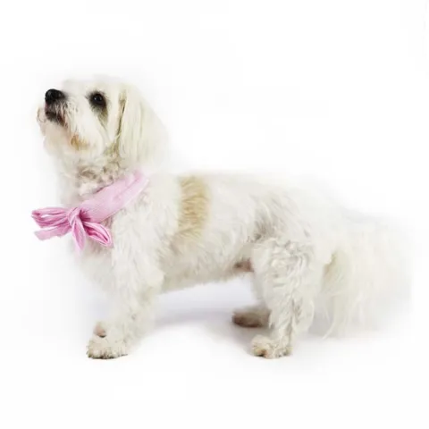 Ollipet Butterfly Cooling Bandana