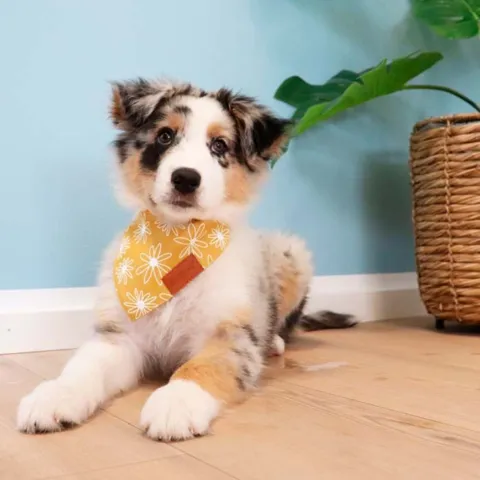 Ollipet Trendy Bandana