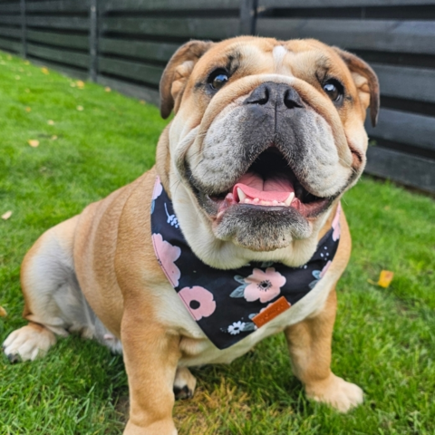 Ollipet Flower Bandana | OUTLET